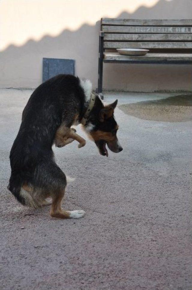 Bozüyük’te 6 Ayaklı Köpek Hayvan Barınağının Maskotu Oldu