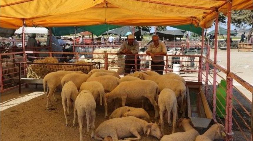 Sel&ccedil;uk İl&ccedil;esi Kurban Bayramı&rsquo;na Hazır