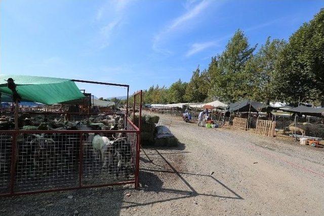 Selçuk İlçesi Kurban Bayramı’na Hazır