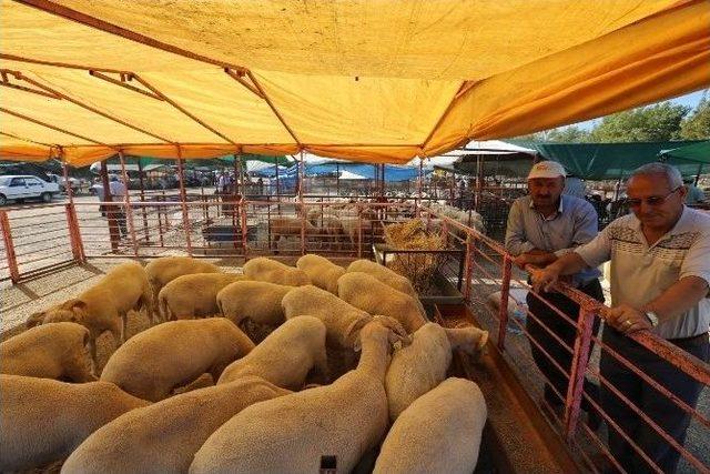 Selçuk İlçesi Kurban Bayramı’na Hazır