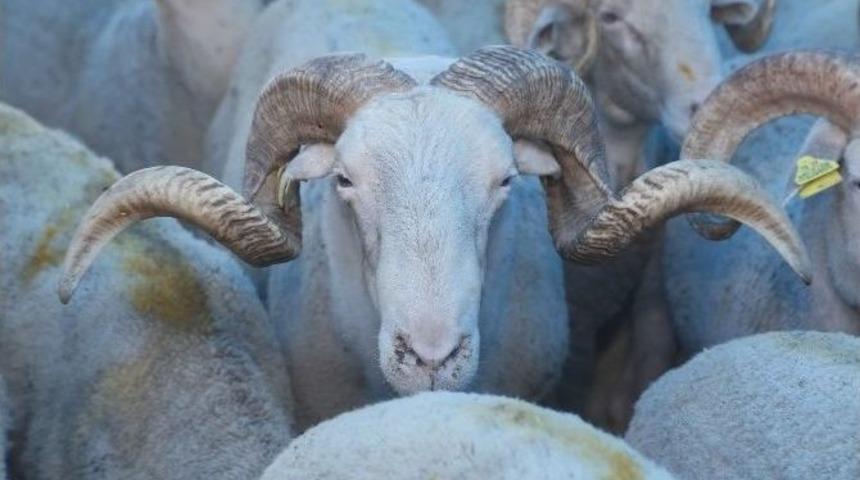 Kotralar Kurulmaya Başlandı