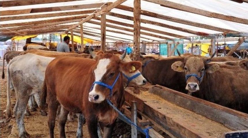 Kepez Belediyesi Kurban Kesim Yerlerini Belirledi