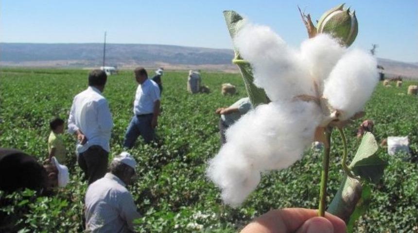 &rsquo;beyaz Altın&rsquo;da Hasat Zamanı