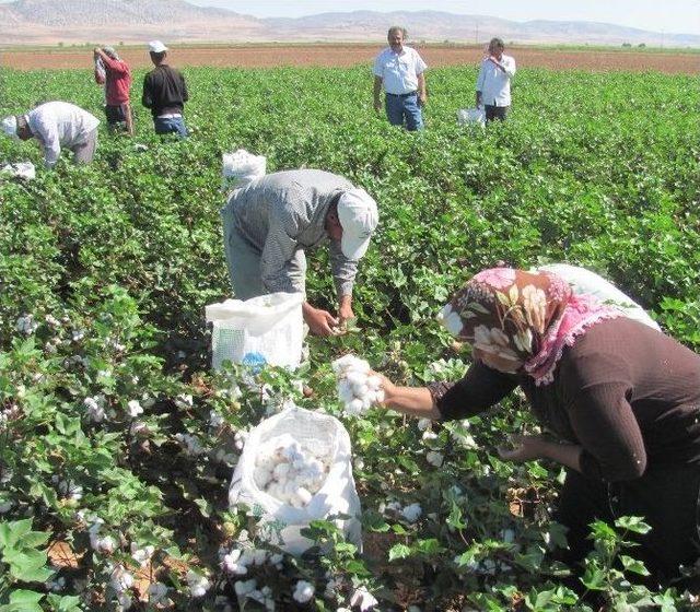 ’beyaz Altın’da Hasat Zamanı