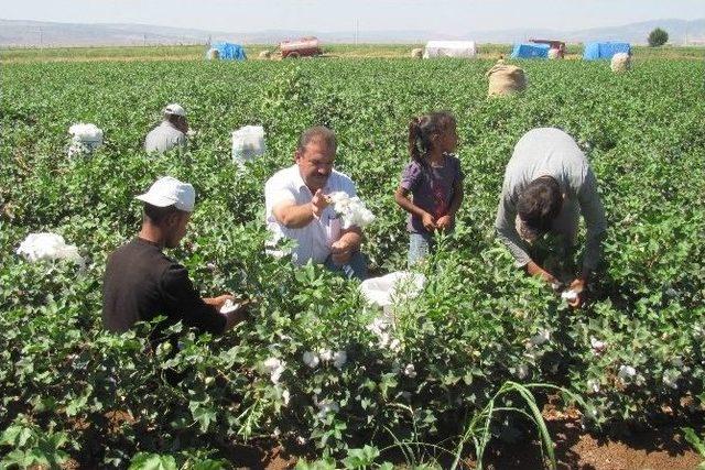 ’beyaz Altın’da Hasat Zamanı