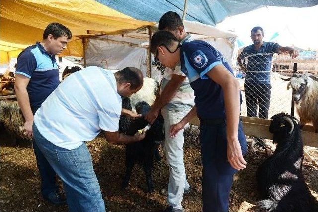 Büyükşehir’den Kurban Satış Yerlerine Denetim