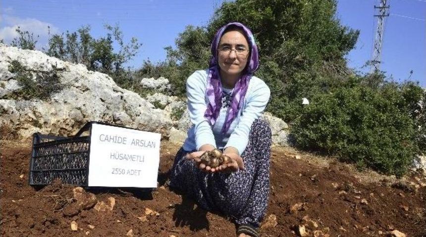 Mersin B&uuml;y&uuml;kşehir Belediyesi, 50 Bin Nergis Soğanı Dağıttı