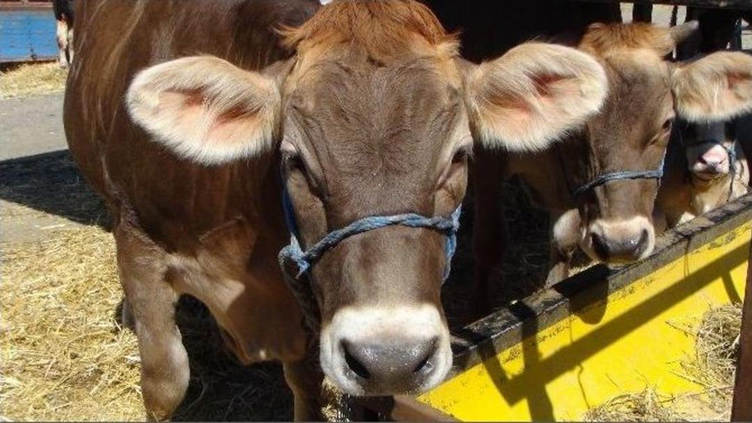 Kurban Pazarı K&uuml;&ccedil;&uuml;kbaş &Uuml;reticilerinin Y&uuml;z&uuml;n&uuml; G&uuml;ld&uuml;r&uuml;yor
