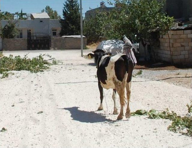 Kaçan Dana Saatler Süren Kovalamacanın Ardından Yakalandı