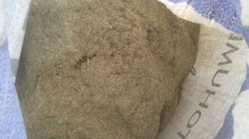 &Ccedil;&ouml;lyaklıların Umudu Karabuğdayda İlk Hasat