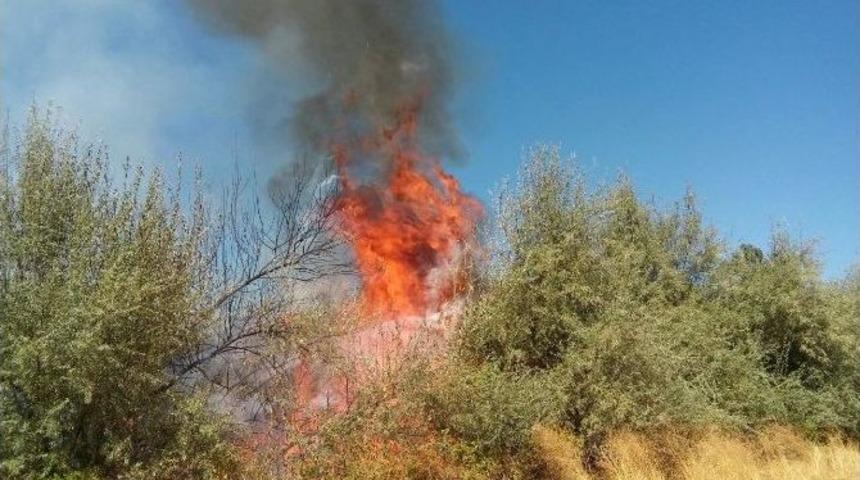 Ak&ccedil;adağ&rsquo;da Yangın: 100 Ağa&ccedil; K&uuml;l Oldu