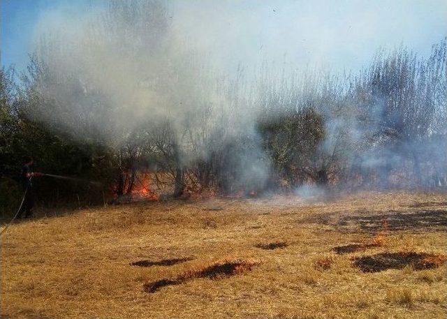 Akçadağ’da Yangın: 100 Ağaç Kül Oldu