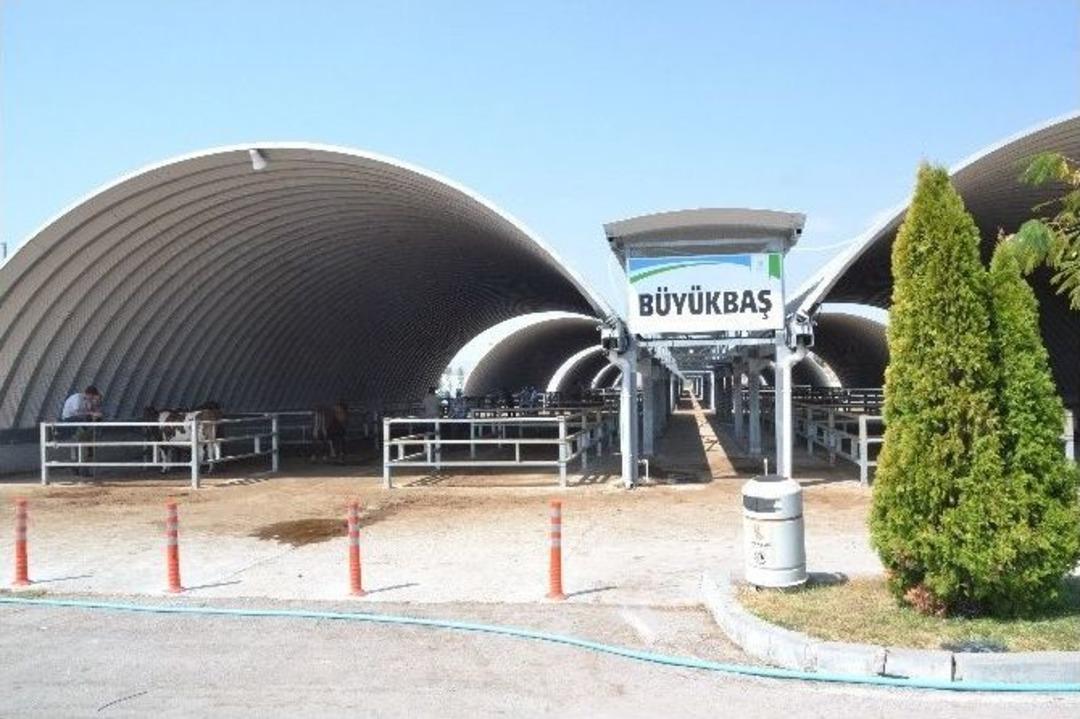 Balıkesir&rsquo;de Kurbanlıklar Pazara İnmeye Başladı