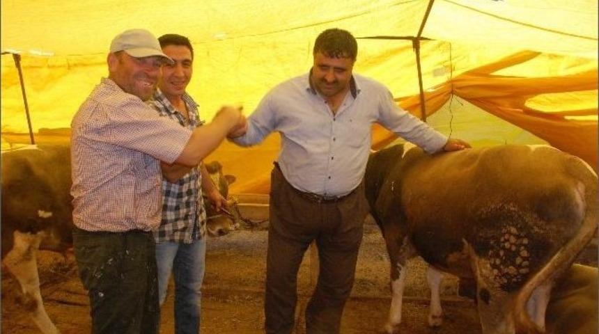 Tokat&rsquo;ta Kurban Satışları Hareketlendi