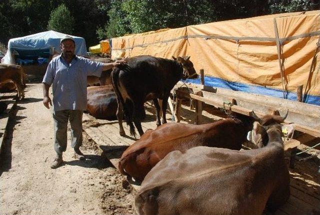 Tokat’ta Kurban Satışları Hareketlendi