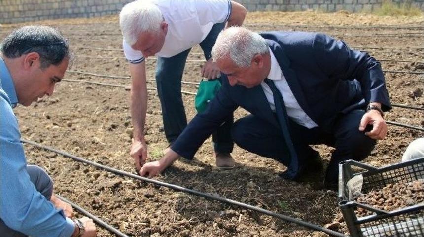 Akdağmadeni İl&ccedil;esinde Salep Yetiştiriciliği İ&ccedil;in İlk Salep Ekimi Yapıldı