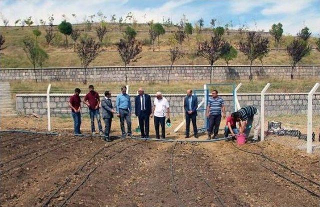 Akdağmadeni İlçesinde Salep Yetiştiriciliği İçin İlk Salep Ekimi Yapıldı