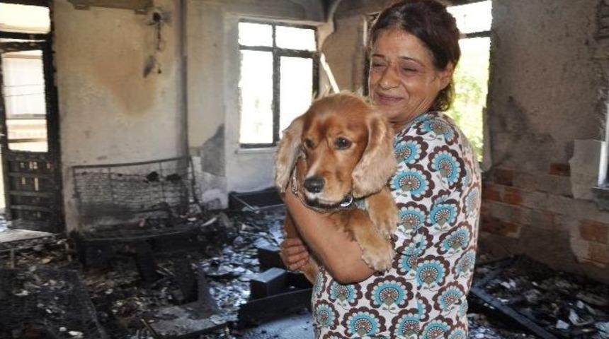 &lsquo;paşa&rsquo; K&ouml;pek 4 Kişilik Aileyi &Ouml;l&uuml;mden Kurtardı