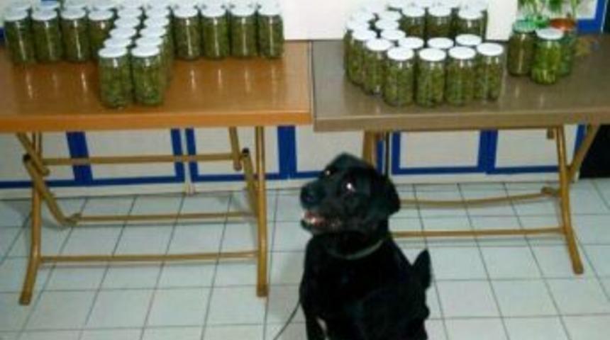 Zonguldak&rsquo;ta Uyuşturucu Operasyonu