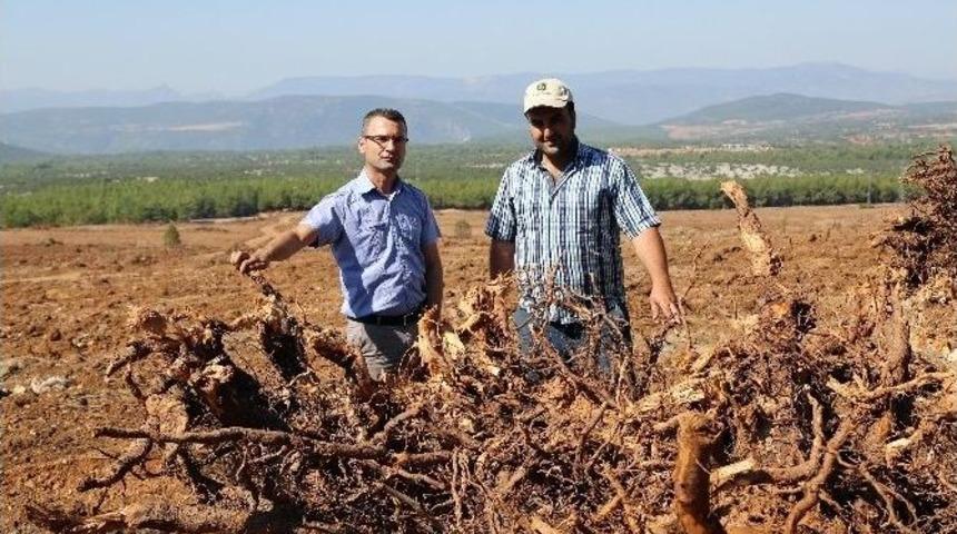 K&ouml;klerinde Enerji Var