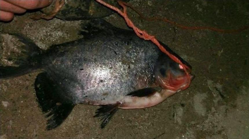 Konya&rsquo;da Baraj G&ouml;l&uuml;nde &ldquo;pirana&rdquo; Paniği