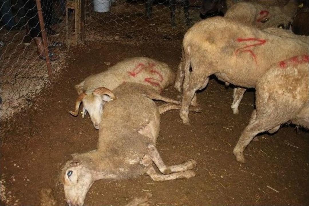 Antalya&rsquo;da Akıma Kapılan 61 Kurbanlık Telef Oldu