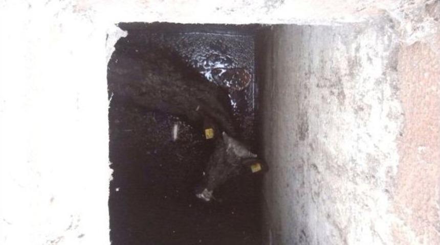 (&ouml;zel Haber) İtfaiyeden 3 Bu&ccedil;uk Saat S&uuml;ren Dana Kurtarma Operasyonu