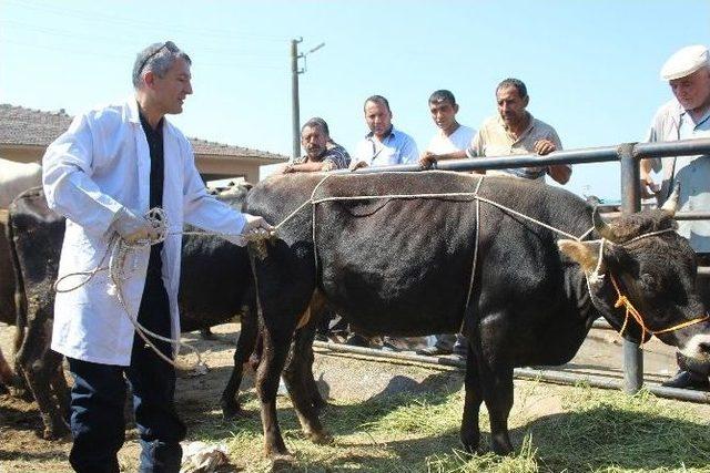 Kurbanlık Yatırmanın Püf Noktası