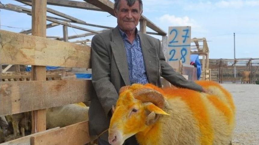 Kurbanlıklar Alıcılarını Bekliyor