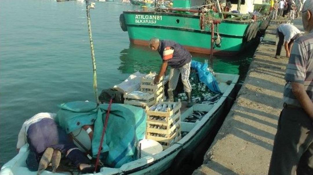 Karadeniz&rsquo;de Palamut Bolluğu