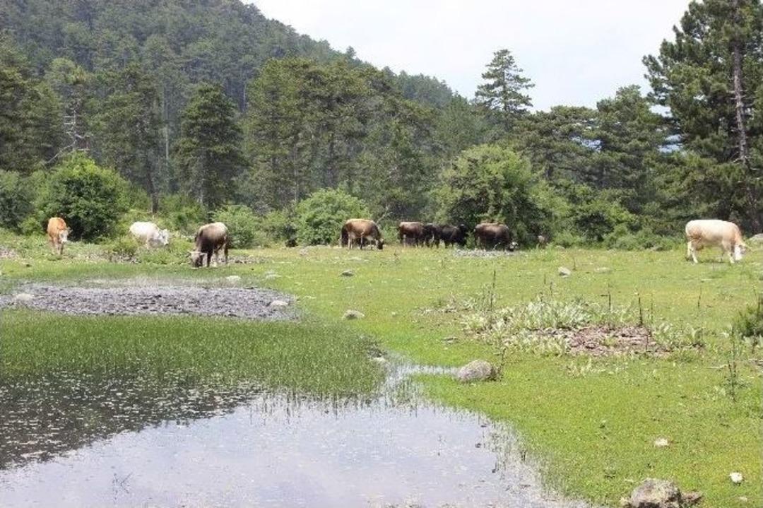 Domani&ccedil;&rsquo;te Yayladan D&ouml;n&uuml;şler Başladı
