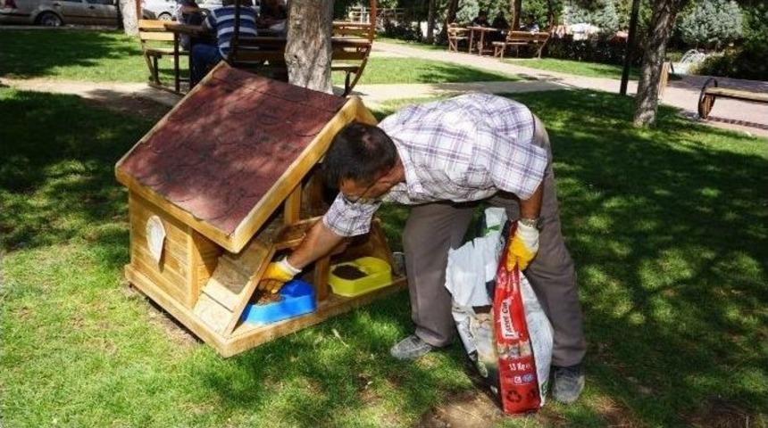 Sokak Kedilerine, Nevşehir Belediyesinden Mama
