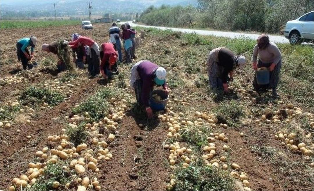 Patates Ve Soğan&rsquo;da Verimin Y&uuml;ksek Olması &Ccedil;ift&ccedil;inin Y&uuml;z&uuml;n&uuml; G&uuml;ld&uuml;r&uuml;yor