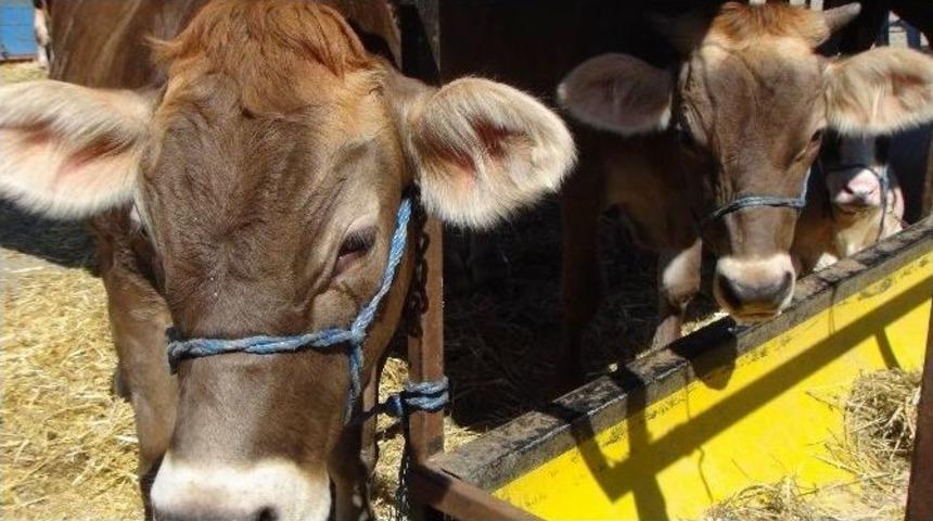 Tekirdağ&rsquo;da Koyun Sayısı Arttı Sığır &Uuml;retimi D&uuml;şt&uuml;