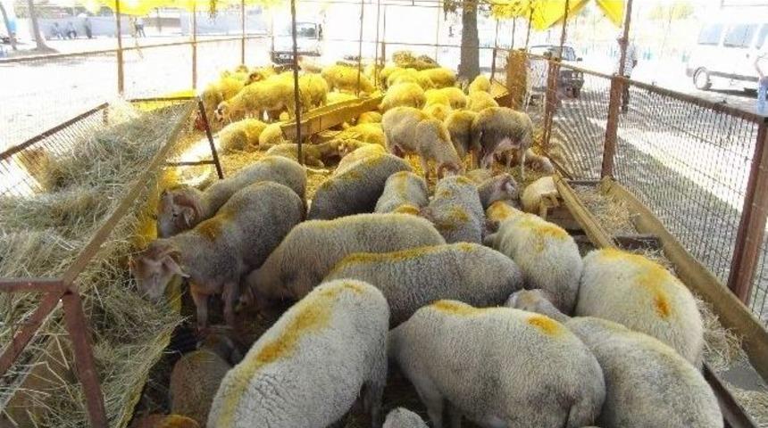 Kırklareli İli Hayvansal &Uuml;retim İstatistikleri