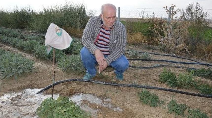 Doğal Tedavi Bitkileri Feylesoflardan