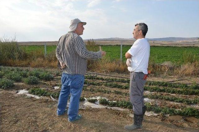 Doğal Tedavi Bitkileri Feylesoflardan