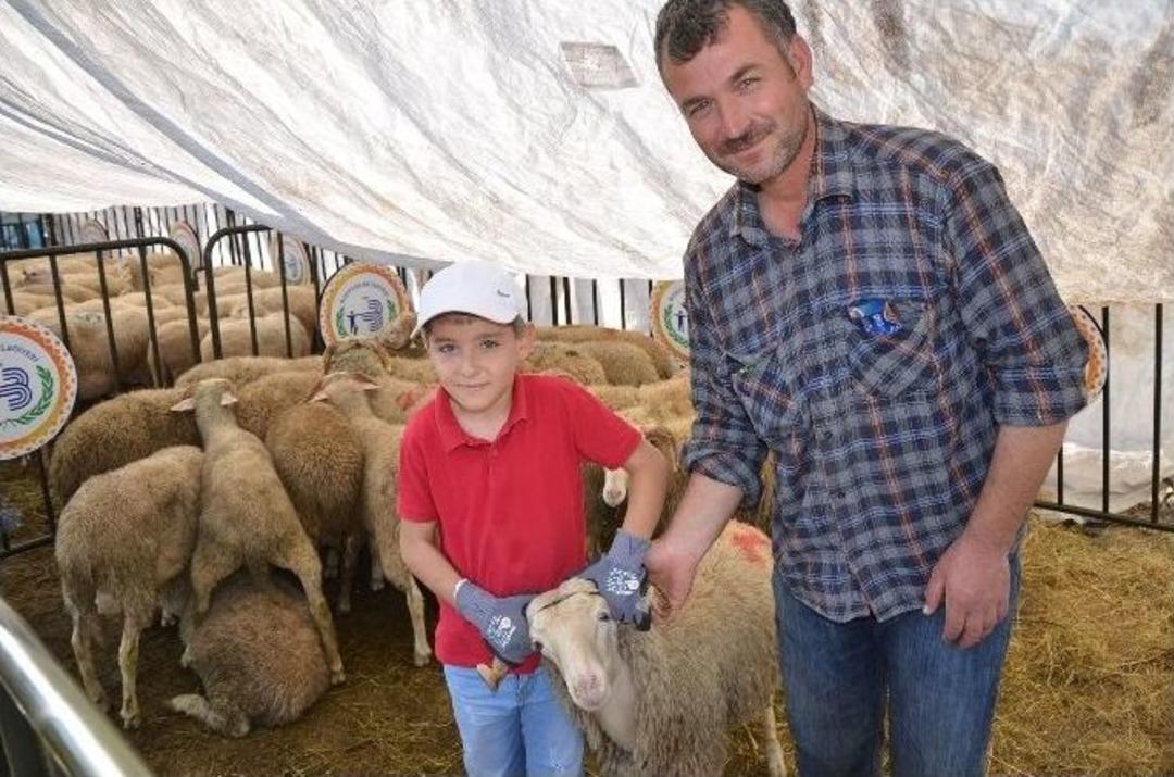 Boz&uuml;y&uuml;k Belediyesi Mezbahası Kurban Bayramına Hazır