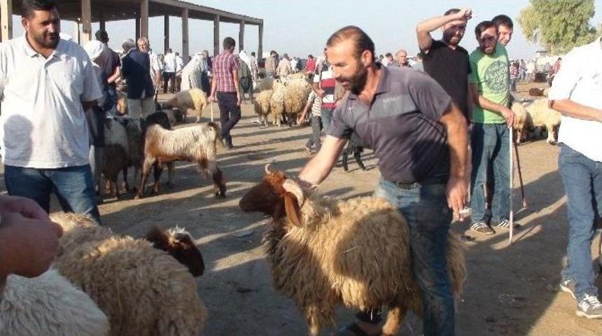Kızıltepe&rsquo;de Kurbanlıklar Alıcılarını Bekliyor