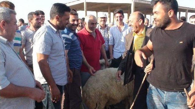 Kızıltepe’de Kurbanlıklar Alıcılarını Bekliyor