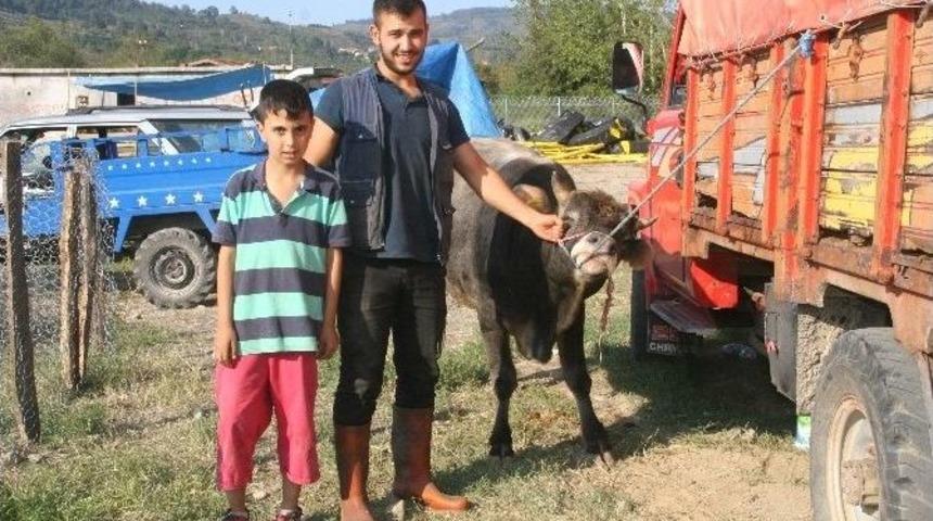 Devrek&rsquo;te Kurbanlıklar G&ouml;r&uuml;c&uuml;ye &Ccedil;ıkmaya Başladı