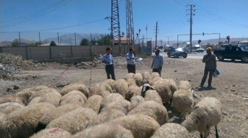 Tuşba Belediyesi Zabıta Ekiplerinden Kurban Kesim Yerleri Ve Kurbanlık Denetimi