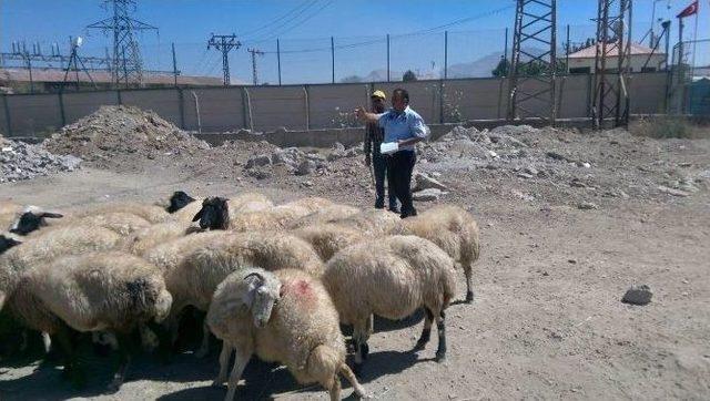 Tuşba Belediyesi Zabıta Ekiplerinden Kurban Kesim Yerleri Ve Kurbanlık Denetimi