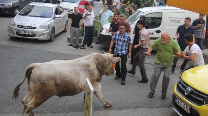 Ka&ccedil;an Boğalar Şehri Birbirine Kattı