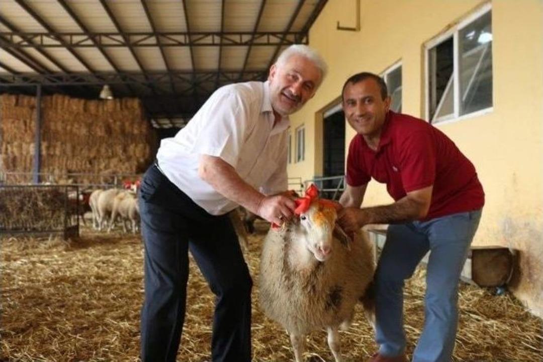 (&ouml;zel Haber) İlk Kez Kurban Kesecekler...