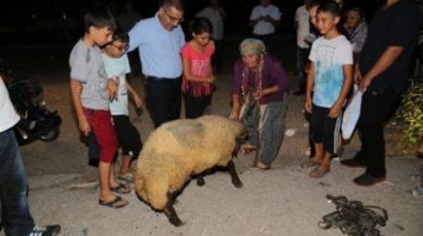 Başkan &Ccedil;elikcan, &Ouml;ks&uuml;z Ve Yetimlere Kurban Dağıttı