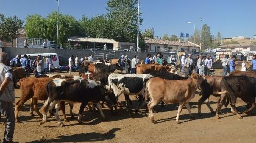 Diyarbakır&rsquo;da Kurbanlık Telaşı