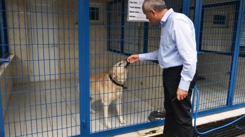 Bayramda Hayvan Oteli&rsquo;ne B&uuml;y&uuml;k İlgi