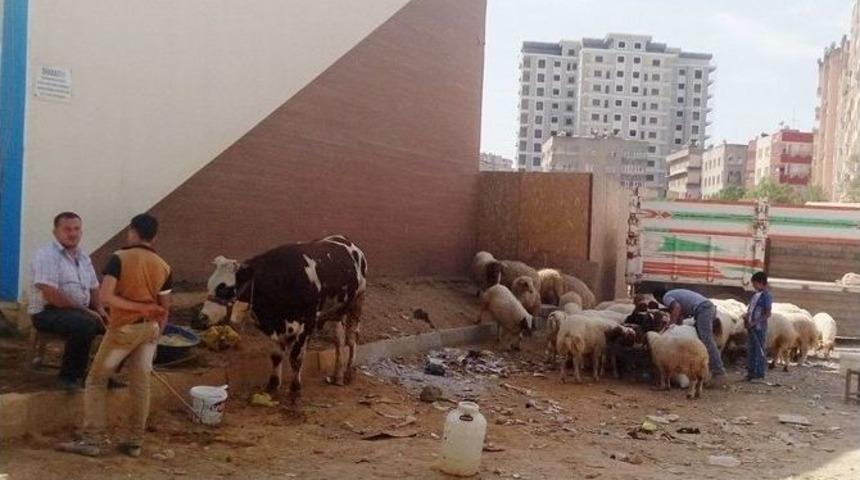 Kurbanlık Satışlarından Hem Alıcı Hem De Satıcı Memnun