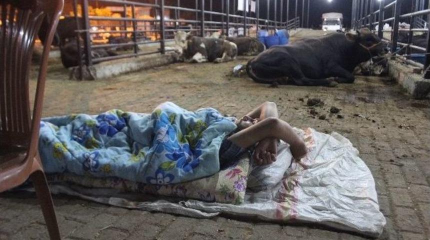 Hırsız Korkusu Nedeniyle Vatandaş Kurbanlıklarla Birlikte Yatıp Kalkıyor